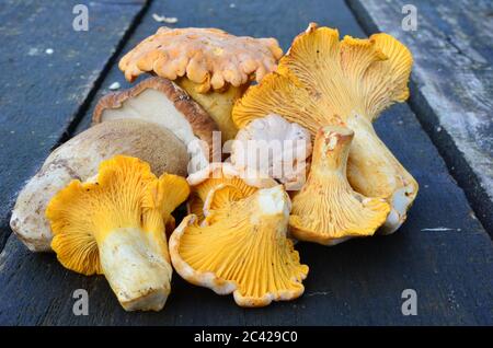 Funghi, Chanterelles e Cep sul vecchio tavolo di quercia, vista ravvicinata Foto Stock