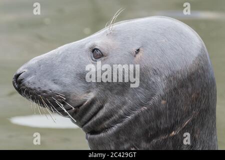 Colpo alla testa di un adulto guarnizione grigio (Halichoerus grypus) Foto Stock