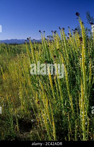 Candela del deserto, deserto Tartaruga Area Naturale, California Foto Stock