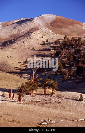 Patriarch Grove Edge, Antica Foresta di Pino di Bristlecone, Antica strada panoramica nazionale di Bristlecone, Foresta nazionale di Inyo, CA Foto Stock