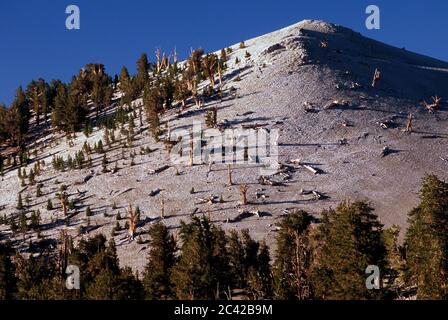 Patriarch Grove Edge, Antica Foresta di Pino di Bristlecone, Antica strada panoramica nazionale di Bristlecone, Foresta nazionale di Inyo, CA Foto Stock