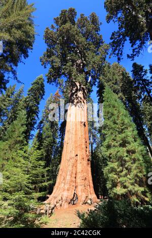 General Sherman Tree - l'albero più grande del mondo nel Sequoia National Park, California, Stati Uniti. Foto Stock