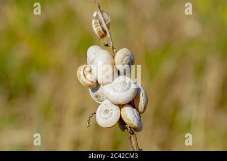 Piccole lumache brune-bianche su un gambo di erba Foto Stock