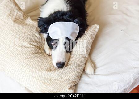 Non disturbarmi lasciami dormire. Il bordo divertente del cucciolo si colla con la maschera dell'occhio del sonno adagia sulla coperta del cuscino nel letto. Piccolo cane a casa sdraiato e dormiente. Foto Stock