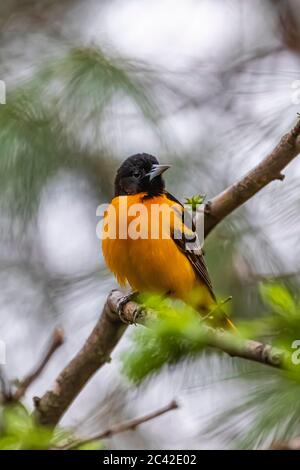 Baltimora Oriole, Icterus galbula, in primavera nel Michigan centrale, Stati Uniti Foto Stock