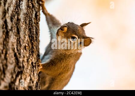 American Red Squirrel, Tamiasciurus hudsonicus, foraggio su una quercia rossa settentrionale nel Michigan centrale, Stati Uniti Foto Stock