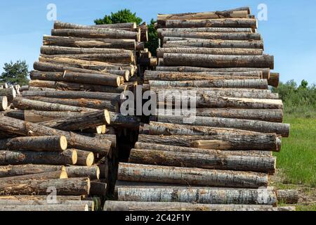 Tronchi di taglio impilati, funzionamento di segheria, e USA, di James D Coppinger/Dembinsky Photo Assoc Foto Stock