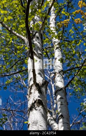 Paper Birch, Betula papiyrifera, nel Michigan centrale, Stati Uniti Foto Stock