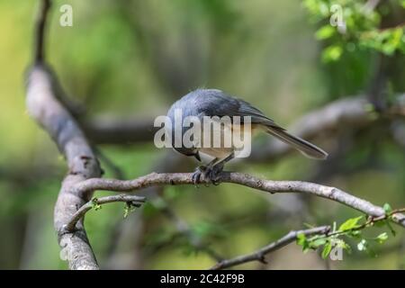 Tuttmouse tufted, Baeolophus bicolor, maschio che porta un'offerta di semi soffici ad una femmina nel Michigan centrale, USA Foto Stock