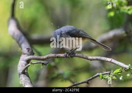 Tuttmouse tufted, Baeolophus bicolor, maschio che porta un'offerta di semi soffici ad una femmina nel Michigan centrale, USA Foto Stock