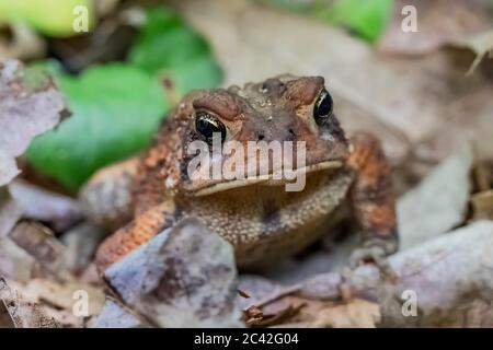 Toad dell'America orientale, Anaxyrus americana, trovato in un giardino nel Michigan centrale, Stati Uniti Foto Stock