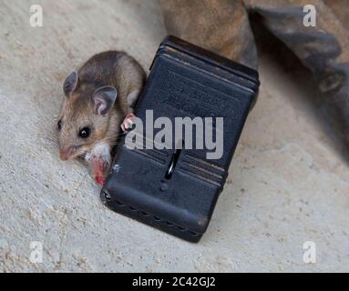 Alive House mouse "Mus musculus" catturato in trappola, gamba ferita. Foto Stock