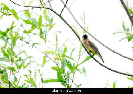 Vista dal basso di un Cedar Waxwing appollaiato su un ramo ad albero Foto Stock