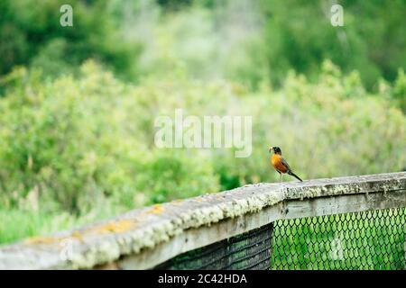 Vista grandangolare di un robin con un verme in piedi su una ringhiera Foto Stock