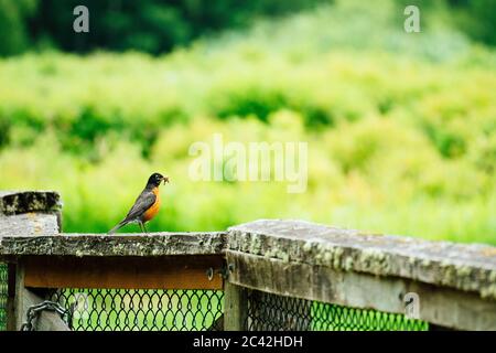 Vista laterale di un American Robin appollaiato su una ringhiera con foo Foto Stock