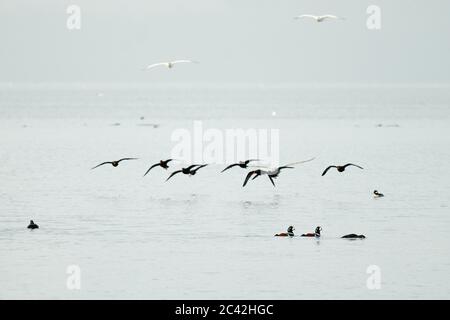 Un gregge di ostriche nere che sorvolano Puget Sound Washington Foto Stock