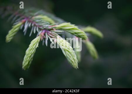 Primo piano di rami giovani di abete verde brillante, focuse selettive. Splendidi rami lussureggianti di abete rosso con aghi. Foto Stock