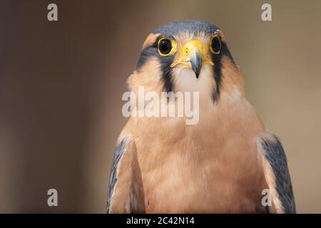 Un ritratto di un falco di Aplomado Foto Stock