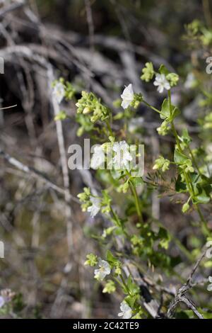 Fiori bianchi di Wishbone Bush, Mirabilis laevis, Nyctaginaceae, Subshub nativo, frange di palme Twentynine, deserto del Mojave meridionale, primavera. Foto Stock