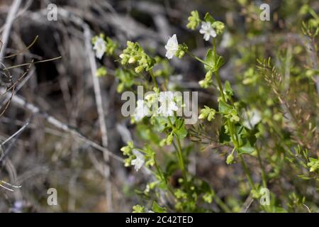 Fiori bianchi di Wishbone Bush, Mirabilis laevis, Nyctaginaceae, Subshub nativo, frange di palme Twentynine, deserto del Mojave meridionale, primavera. Foto Stock