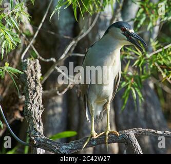 Black-coroned Heron notte perching Foto Stock