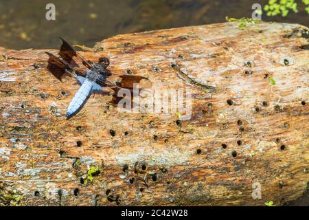 Maschio comune Whitetail Skimmer dragonfly (Plathemis lydia) si appoggia sul vecchio tronco di Cottonwood al bordo dello stagno in zone umide, Castle Rock Colorado USA. Foto Stock