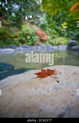 Foglia di acero su una pietra, onsen sullo sfondo, Shuzenji, Prefettura di Shizuoka, Giappone Foto Stock