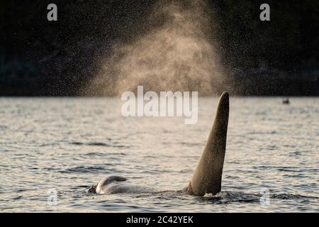 Balena orca maschile residente nel nord (balena killer) che si esaurisce nello stretto di Johnstone creando splendide scintille nella luce del sole del tardo pomeriggio, al largo di Vancouv Foto Stock