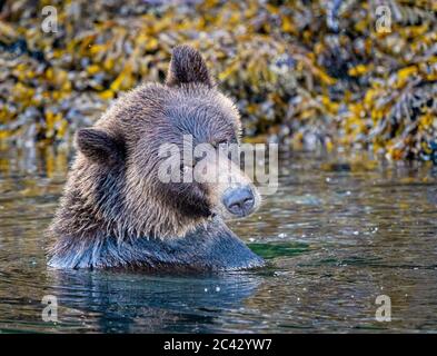 Orso grizzly femminile che ha un bagno lungo la costa a bassa marea in Knight Inlet, territorio delle prime Nazioni, British Columbia, Canada Foto Stock