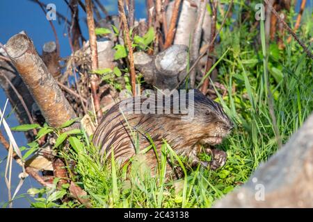 Muskrat (Ondatra zibethicus) seduta sulla riva accanto ad un lago in estate, orizzontale Foto Stock