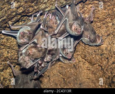 La colonia di pipistrelli vampiri comuni, Desmodus rotundus Foto Stock