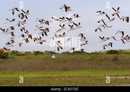 Il gregge di avoceti americani (Recurvirostra americana) che volano Foto Stock