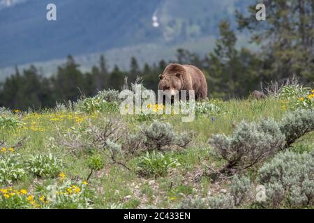 Grizzly 399 e cuccioli, Grand Teton National Park, Wyoming Foto Stock