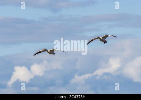 l'oca bianca vola nel cielo blu. Foto Stock