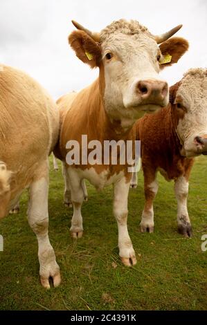 Tre mucche, quella centrale con segni sulle orecchie - allevamento di bestiame Foto Stock