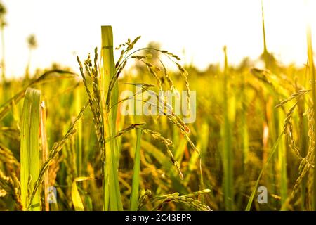 Semi di riso al pomeriggio, spazio libero per il testo, immagine HD e grande risoluzione. Può essere utilizzato come sfondo Foto Stock