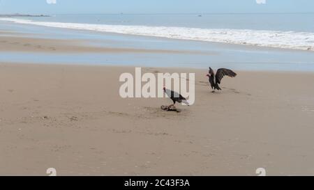 Un paio di avvoltoi accanto a un pesce morto sulla spiaggia durante il giorno Foto Stock