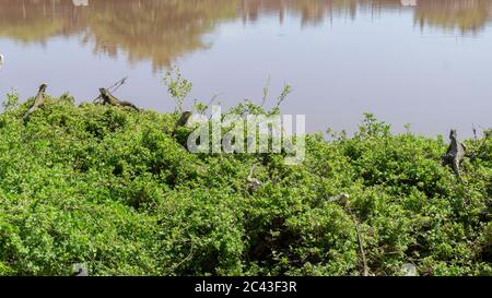Gruppo di iguane prendere il sole in una macchia verde accanto al Parco San Pedro a Mancora Foto Stock