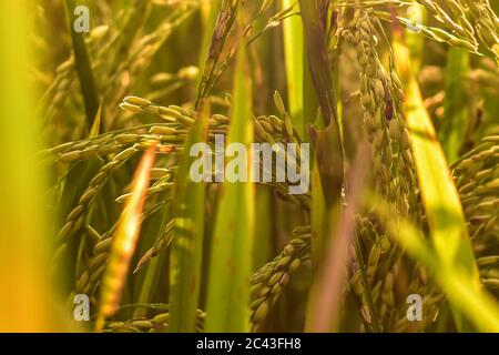 Semi di riso al pomeriggio, spazio libero per il testo, immagine HD e grande risoluzione. Può essere utilizzato come sfondo Foto Stock