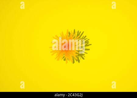 Fiori gialli su sfondo giallo. Concetto di arte minima Foto Stock