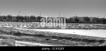 Raccolta del sale sui saldi (in bianco e nero) Foto Stock