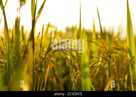 Semi di riso al pomeriggio, spazio libero per il testo, immagine HD e grande risoluzione. Può essere utilizzato come sfondo Foto Stock