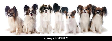 Papillon cani di fronte a uno sfondo bianco Foto Stock