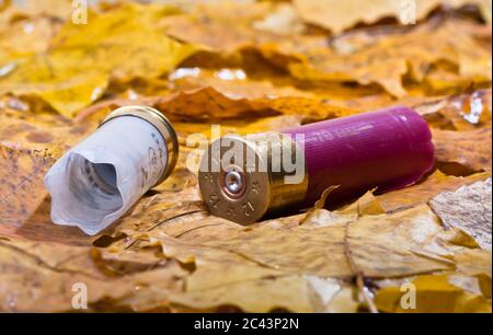 due cartucce di fucile sulle foglie cadute Foto Stock