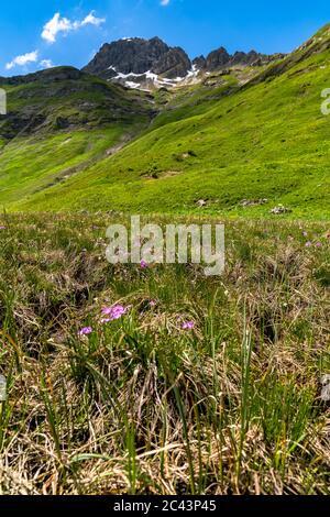 Bäche fliessen vom Karhorn herunter zum Lech, Blumenwiesen erfreuen die Wanderer, Landschaft bei Warth, Lechtal, Vorarlberg, Österreich, blauer Himmel Foto Stock