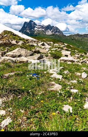 Fiori in montagna, Bergblumen, Blumen, Wiesenblumen, Vorarlberg, Bregenzerwald, Lechtal, Österreich, verschiedene Blumen, Enzian, Foto Stock