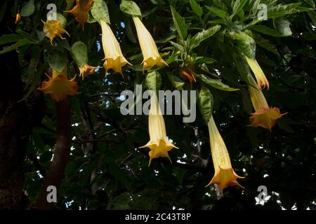 Tromba dell'angelo in fiore Foto Stock