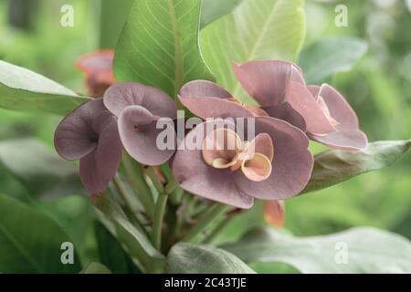 Porpora poi fiori Sian fiorire in giardino la mattina, fiori euforbia milii, corona di fiori di spine, Euphorbia milli Desmoul naturale backgr Foto Stock