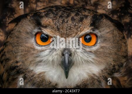 Il gufo dell'Aquila europea riposto la fotocamera con occhi arancioni luminosi. Primo piano della testa dei gufi e delle piume marroni. piercing occhi Foto Stock