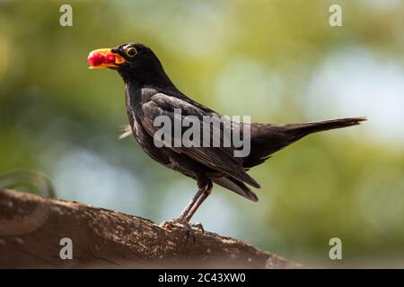 Un uccello nero maschile riporta le bacche al nido per i piccoli pulcini in un giardino britannico Foto Stock